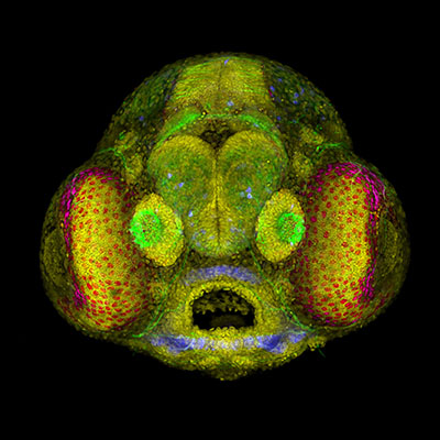 Zebrafish embryo head