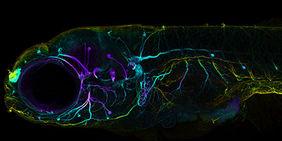 Developing nervous system of a zebrafish